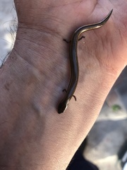 Hemiergis talbingoensis