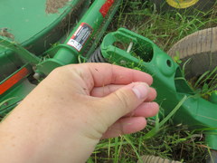 Eragrostis capillaris