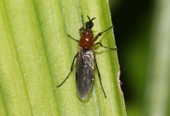 Dilophus tibialis breviceps