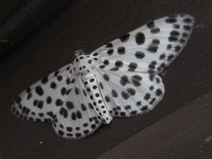 Antipercnia albinigrata