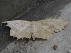 Pareclipsis gracilis