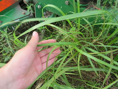 Eragrostis capillaris