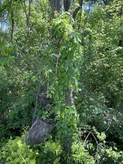 Parthenocissus quinquefolia