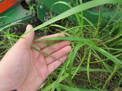 Eragrostis capillaris
