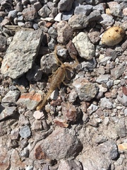 Paruroctonus variabilis