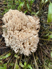 Ramaria acrisiccescens