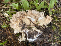 Ramaria acrisiccescens