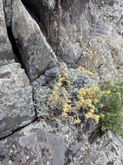 Eriogonum flavum