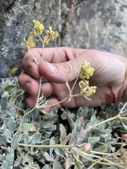 Eriogonum flavum