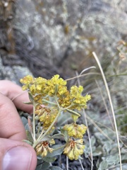 Eriogonum flavum