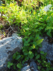 Pectiantia pentandra