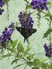 Chioides albofasciatus