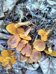 Cortinarius malicorius