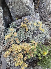 Eriogonum flavum