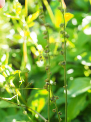 Pectiantia pentandra