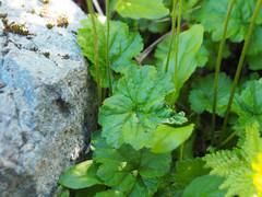 Pectiantia pentandra