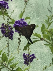 Chioides albofasciatus