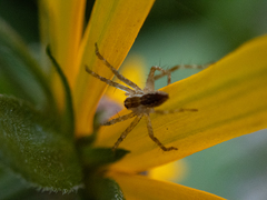 Pisaurina