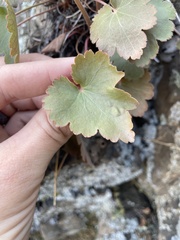 Heuchera parvifolia