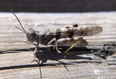 Trimerotropis diversellus