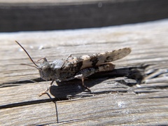 Trimerotropis diversellus