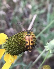 Typocerus octonotatus