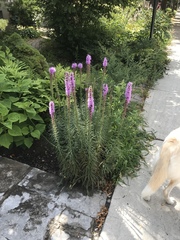 Liatris