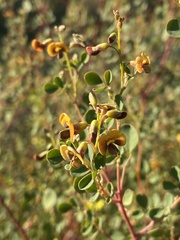 Goodia medicaginea