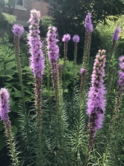 Liatris
