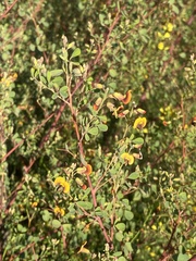 Goodia medicaginea