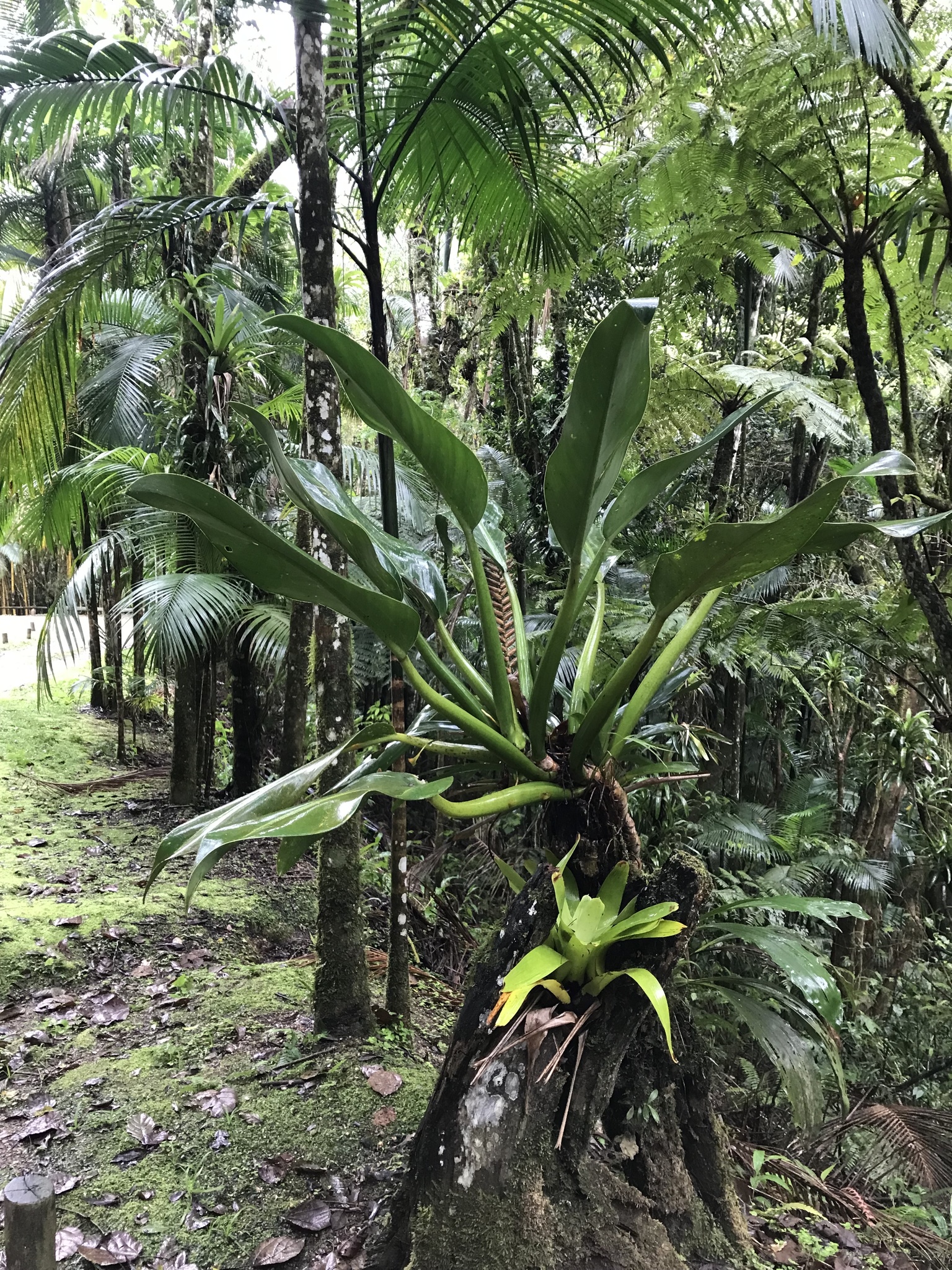Philodendron martianum  iNaturalist
