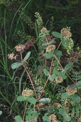 Euphorbia berteroana