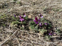 Viola beckwithii