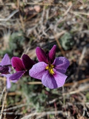 Viola beckwithii