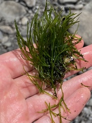 Podostemum ceratophyllum