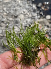 Podostemum ceratophyllum