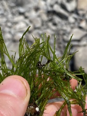 Podostemum ceratophyllum