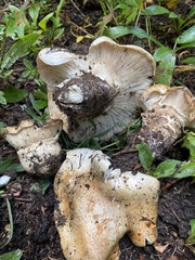 Catathelasma ventricosum