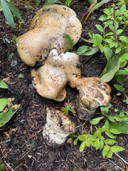 Catathelasma ventricosum
