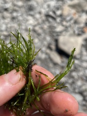 Podostemum ceratophyllum