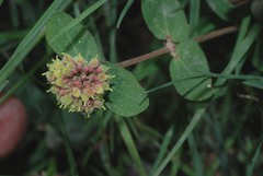 Euphorbia berteroana