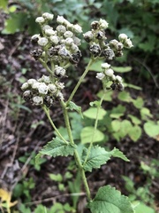 Parthenium auriculatum