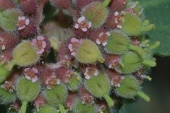 Euphorbia berteroana