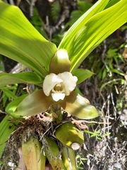 Lycaste macrophylla