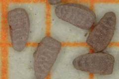 Euphorbia berteroana