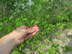 Forestiera acuminata