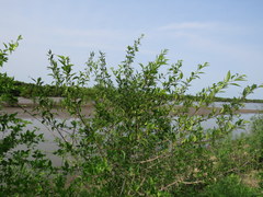 Forestiera acuminata