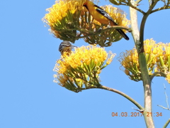 Campylorhynchus jocosus