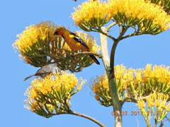 Campylorhynchus jocosus