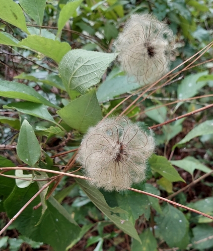 Image of Netleaf Leather Flower (Clematis reticulata) by (c) Athena Philips, some rights reserved (CC BY)